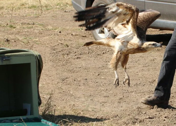 Águila liberada Águila liberada