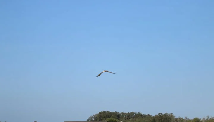 Águila libre Águila libre