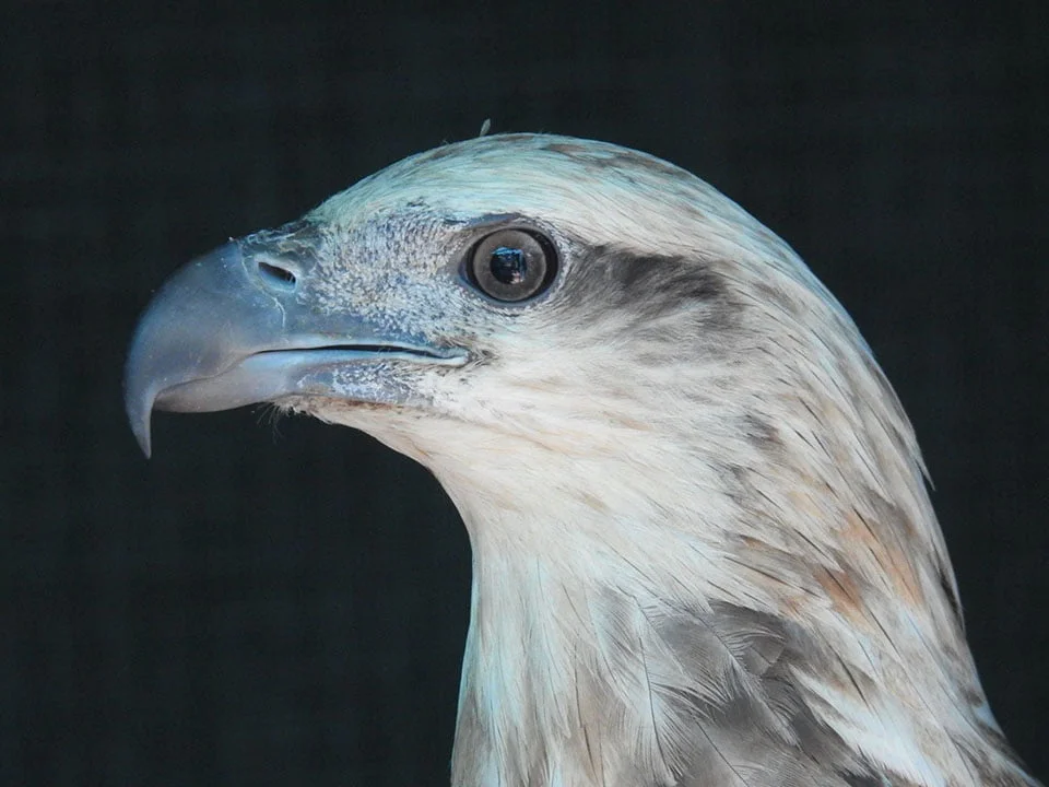 Águila rescatada Águila rescatada