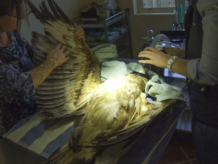 Águila sedada Águila sedada
