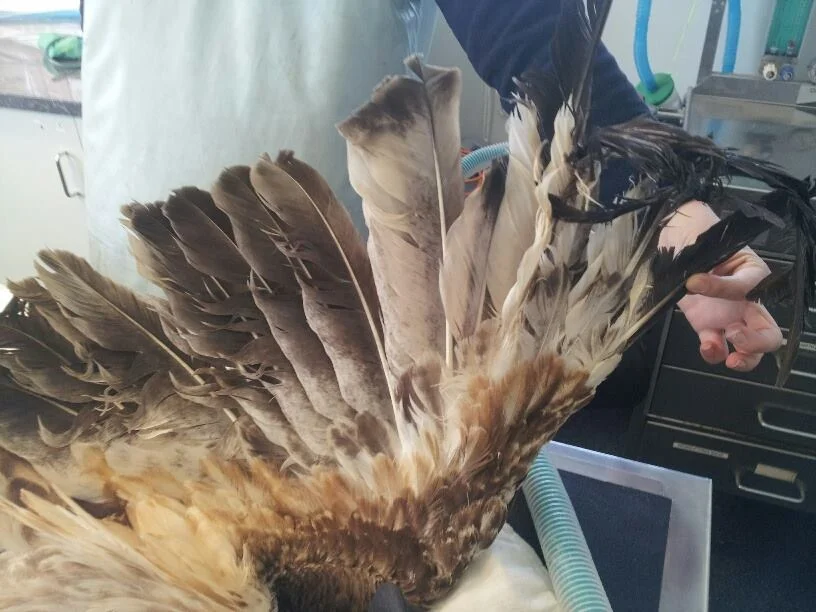 Ala del águila Ala del águila