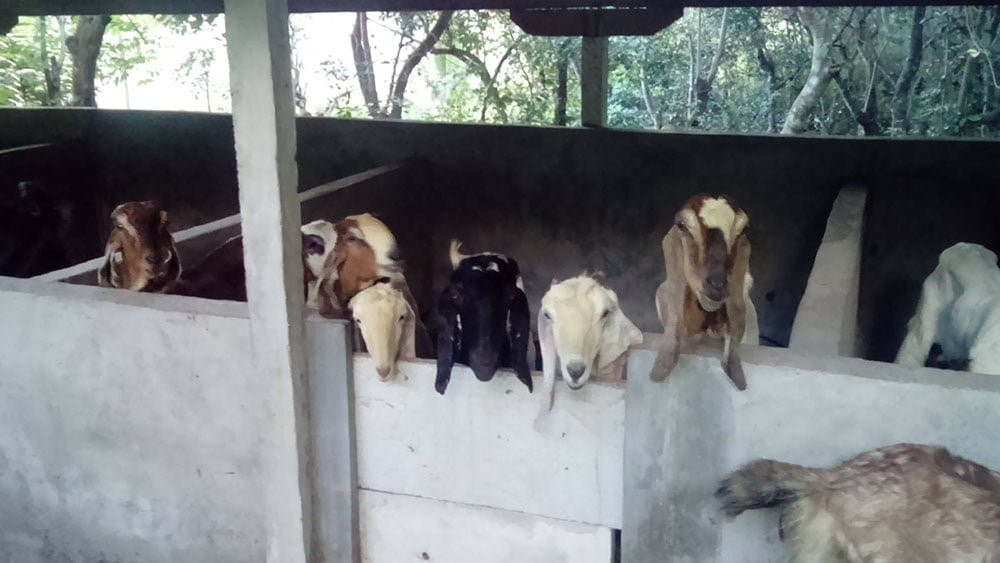 Cabras Cabras