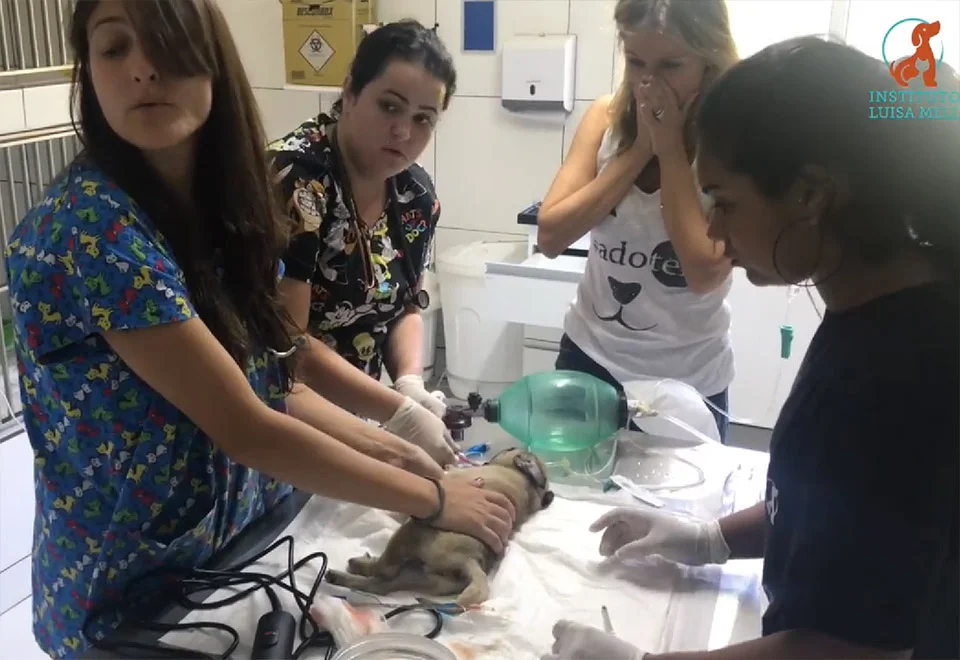 Cachorro enfermo Cachorro enfermo