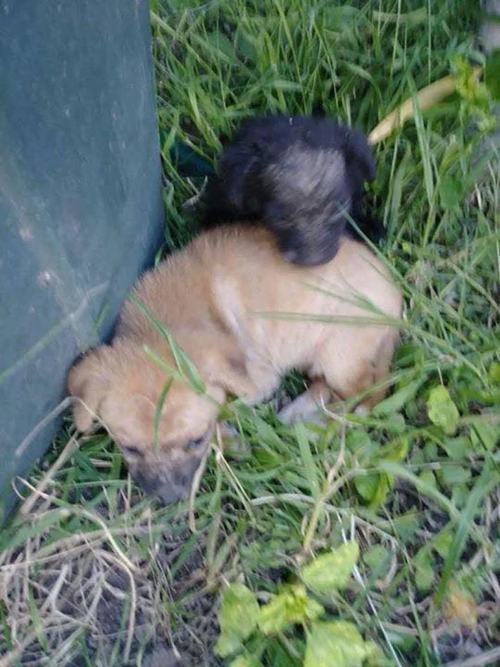 Cachorros
