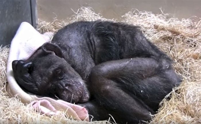 Chimpancé enferma no quería comer y reconoce la voz de su antiguo cuidador Chimpancé enferma no quería comer y reconoce la voz de su antiguo cuidador