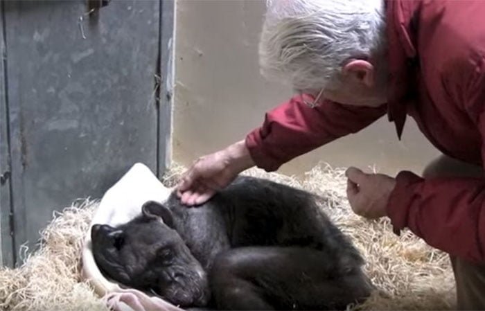 Chimpancé moribunda Chimpancé moribunda