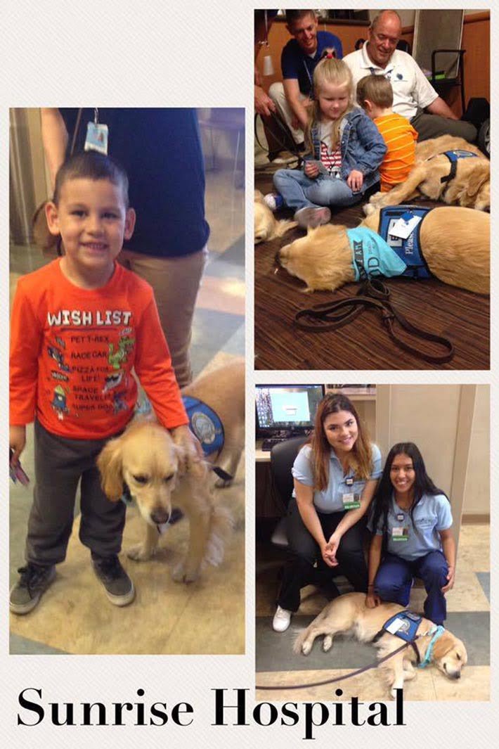 Comfort Dogs Comfort Dogs