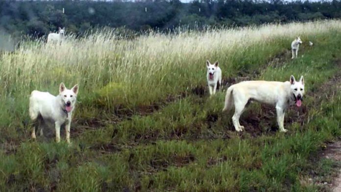 Familia de pastores blancos abandonados en Texas