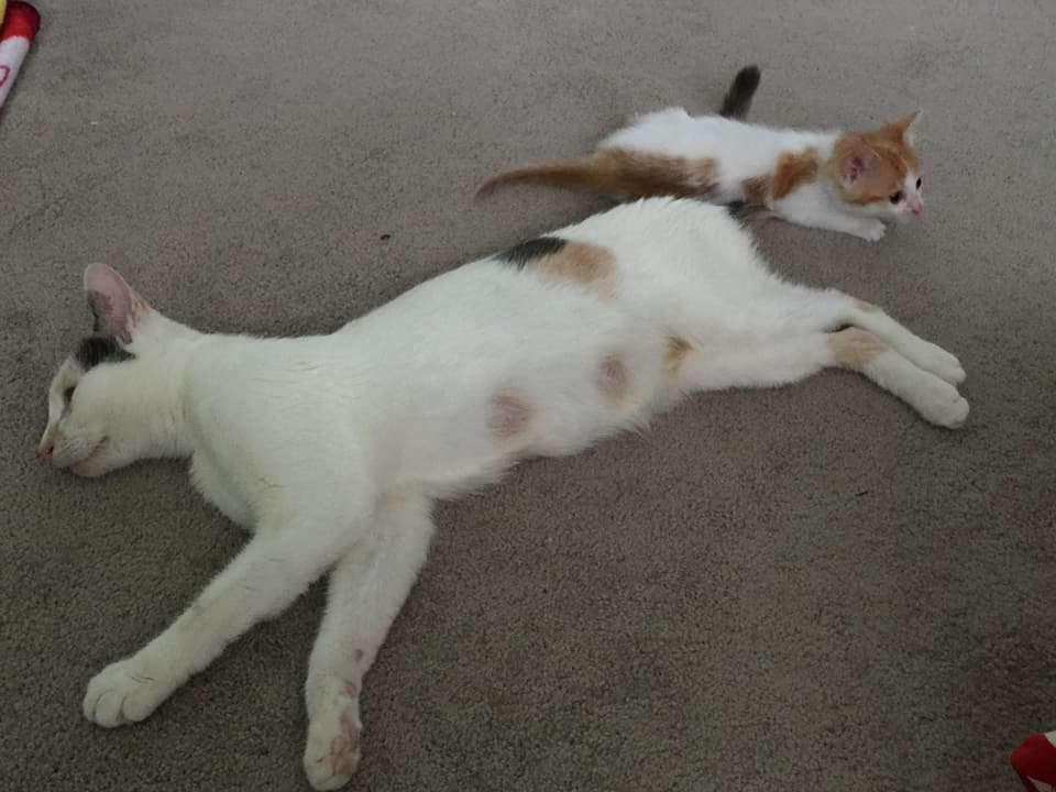 Gata madre Gata madre