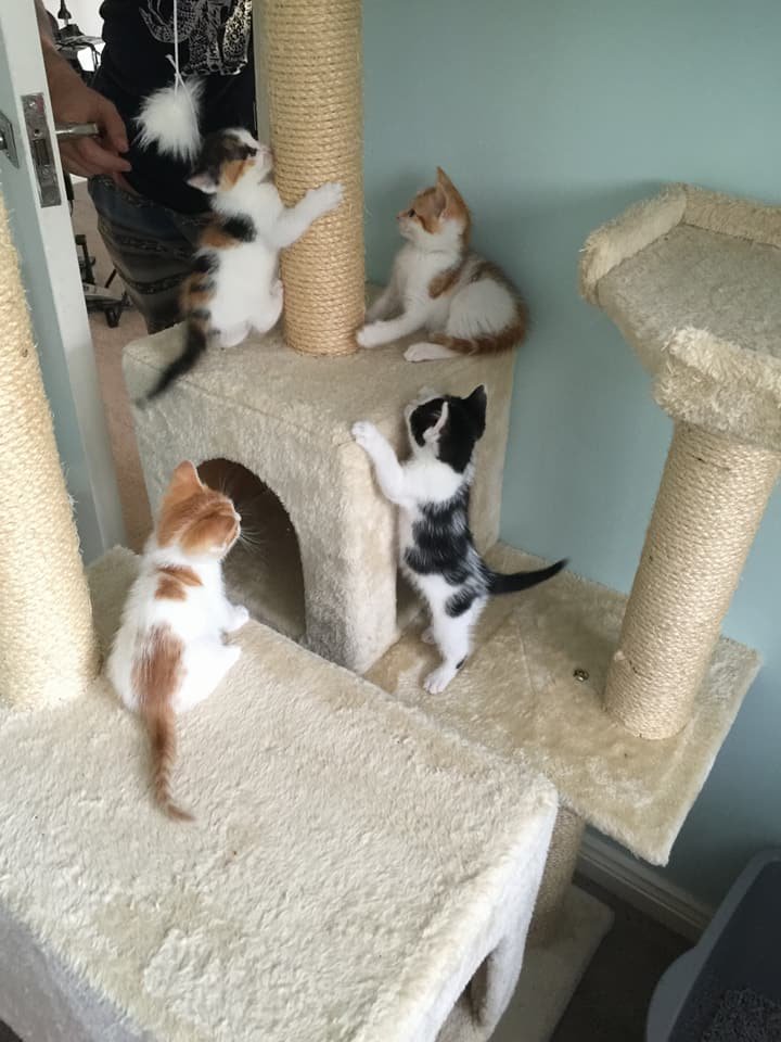 Gatitos Gatitos