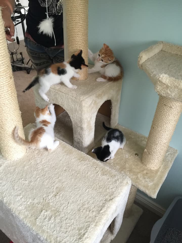 Gatos bebés Gatos bebés