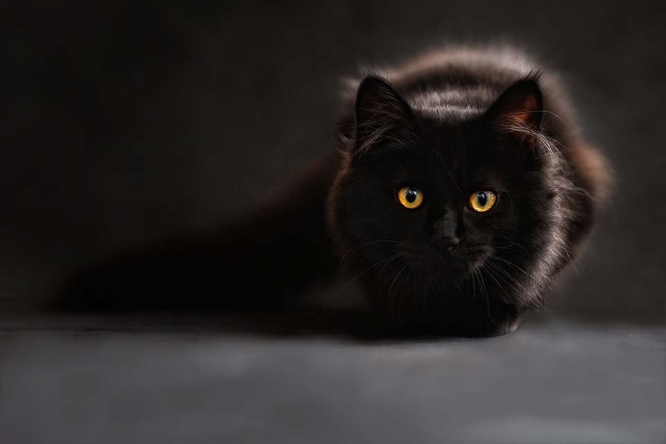 Hidrofobia felina