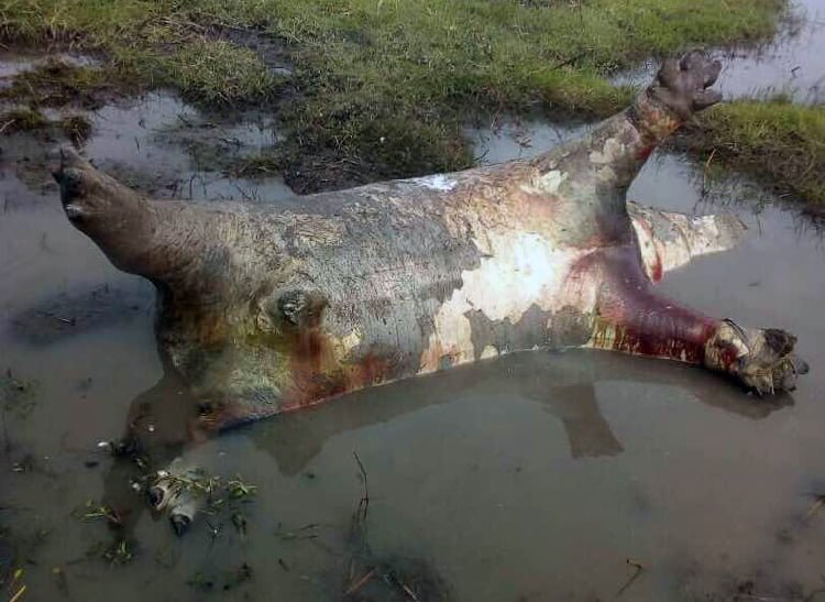 Hipopótamo muerto Hipopótamo muerto