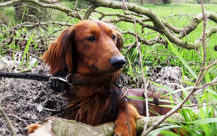 Hombre condenado a prisión por maltratar a un perro