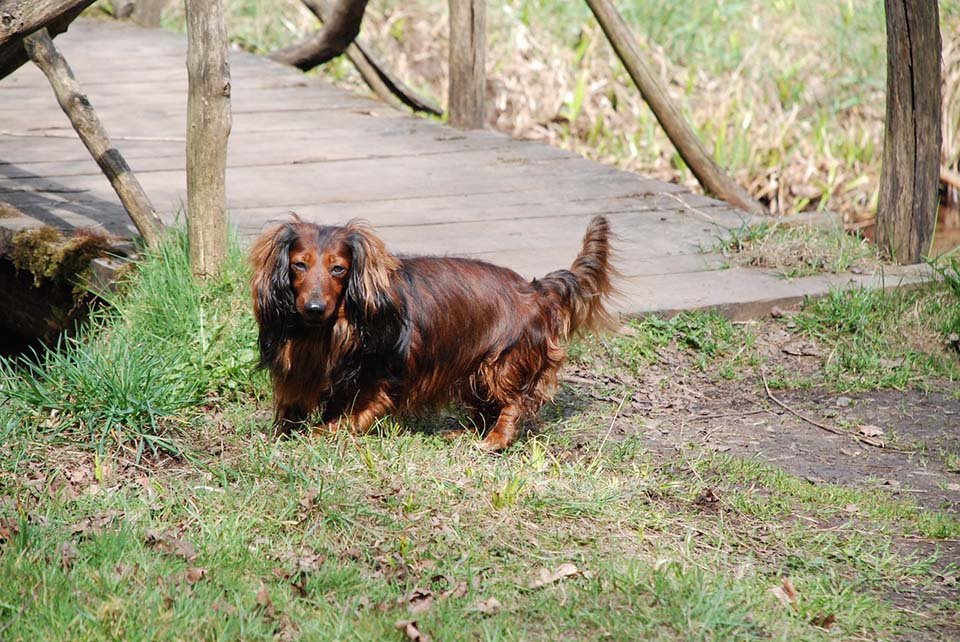 Hombre recibe insignificante condena a prisión por maltrato animal