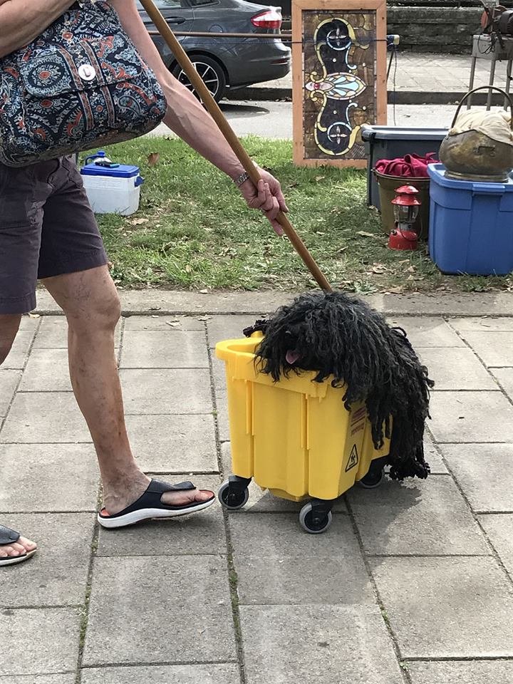 Este perro que parece un "trapeador" se roba el espectáculo en el desfile de Halloween 3 Keki