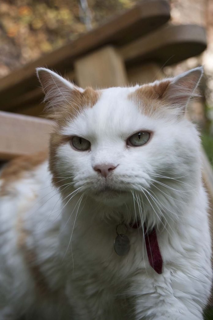 Gato Van Turco, cuidados, comportamiento y curiosidades