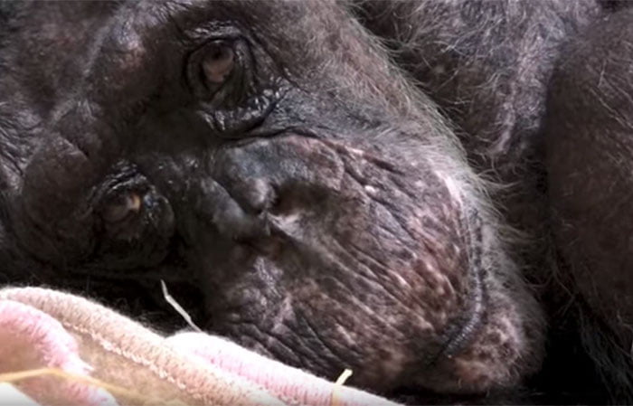 Mama chimpancé de 59 años