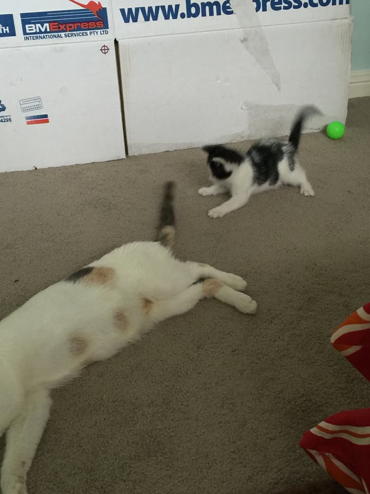 Mamá gata y su gatito Mamá gata y su gatito