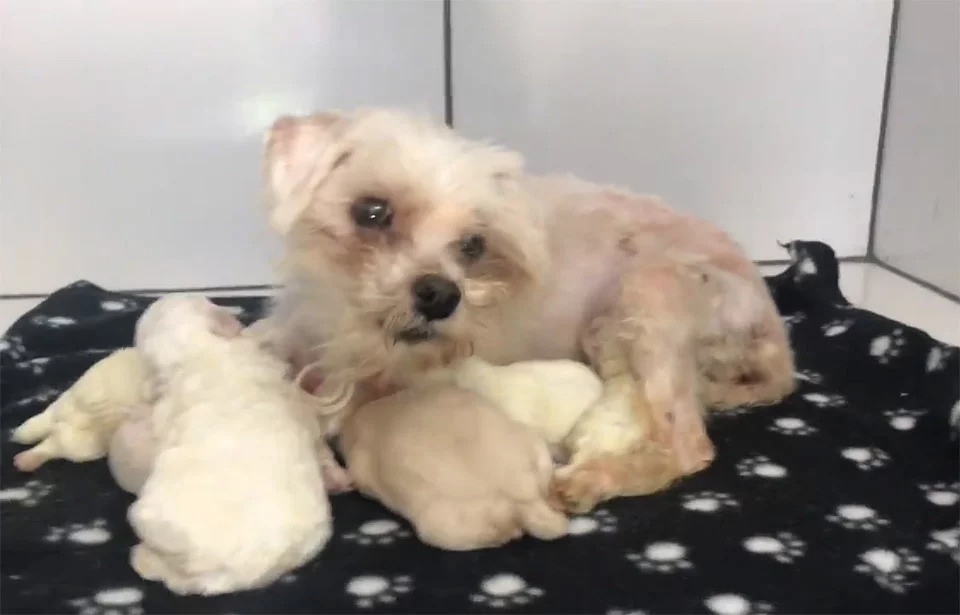 Mamá y sus bebés Mamá y sus bebés