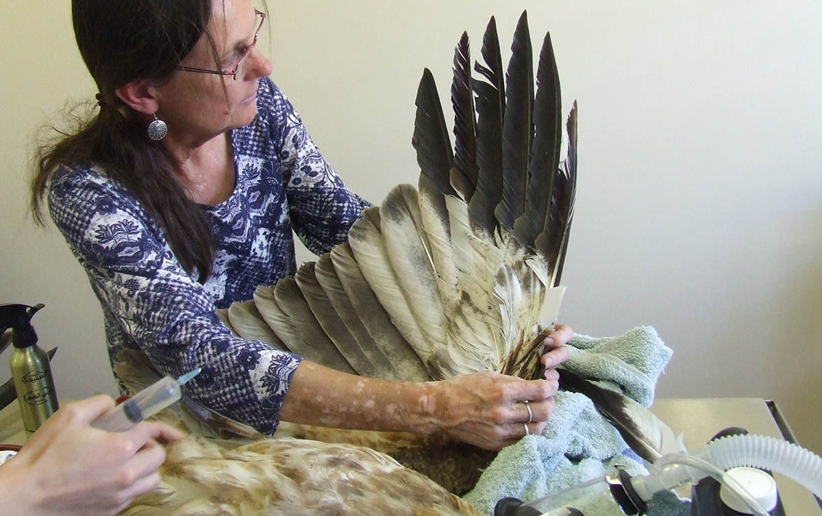 Mujer construye al águila un ala nueva para que pueda volar otra vez 1 Mujer repara el ala de un águila
