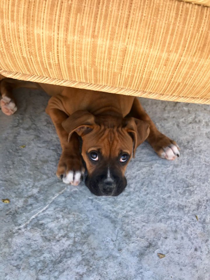 Nala pequeña