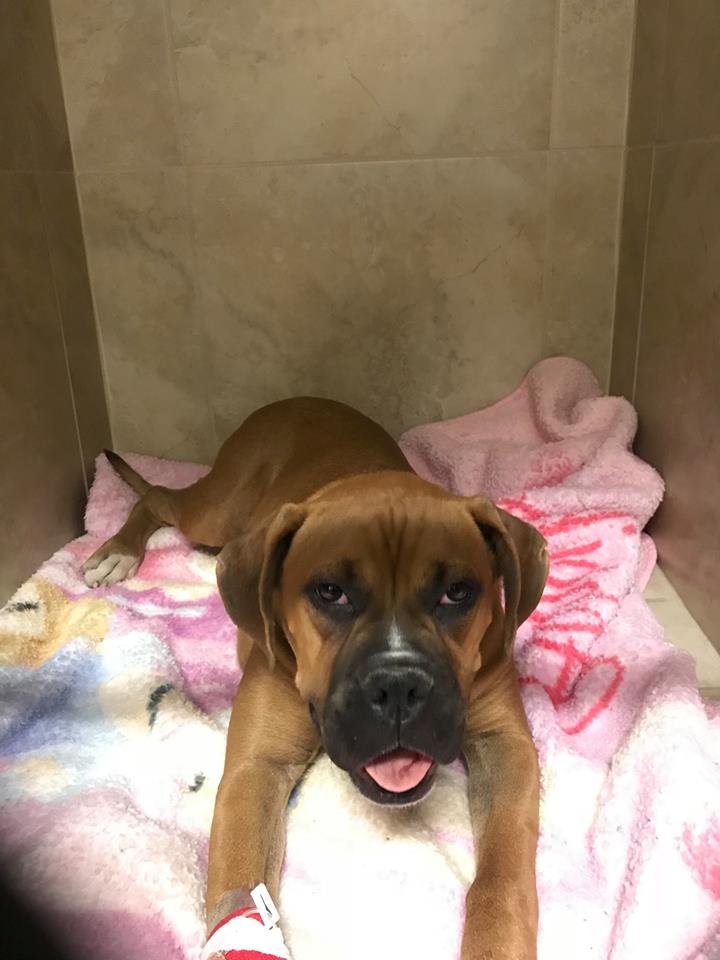 Nala se recupera