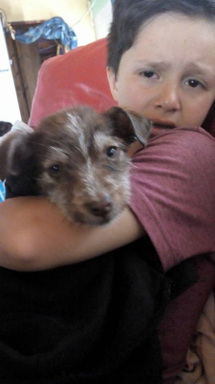 Nicolás y el perrito