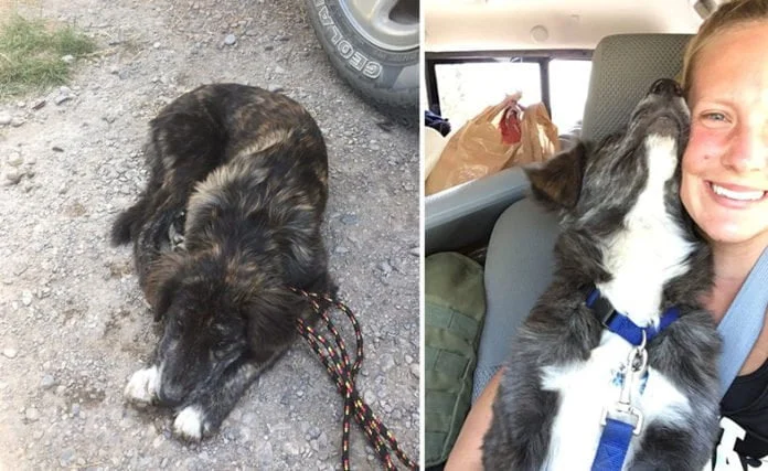 Pareja encuentra cachorro en viaje por carretera
