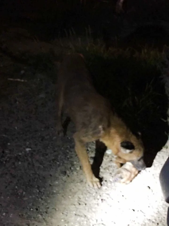 Perrita lleva cachorro muerto