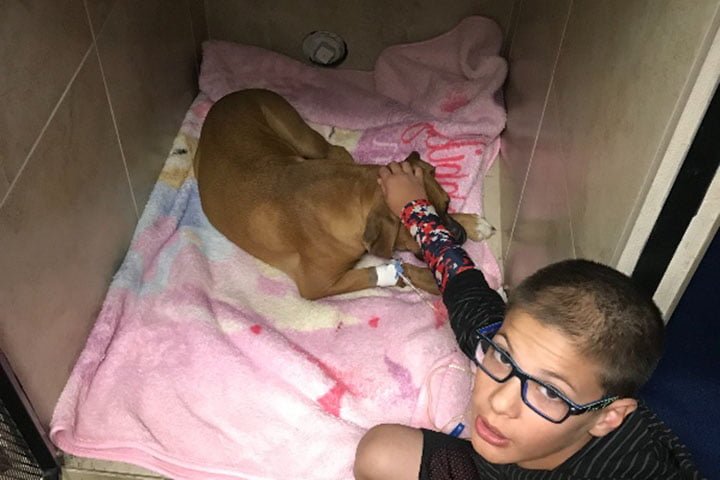 Perrita salva a un niño y a su madre de una serpiente cascabel