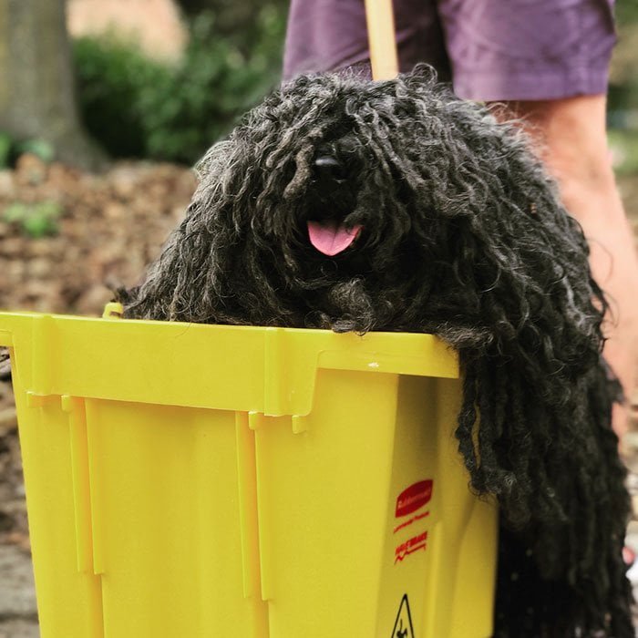 Este perro que parece un "trapeador" se roba el espectáculo en el desfile de Halloween 4 Perrita trapeador