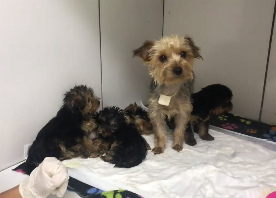 Perrita y crías