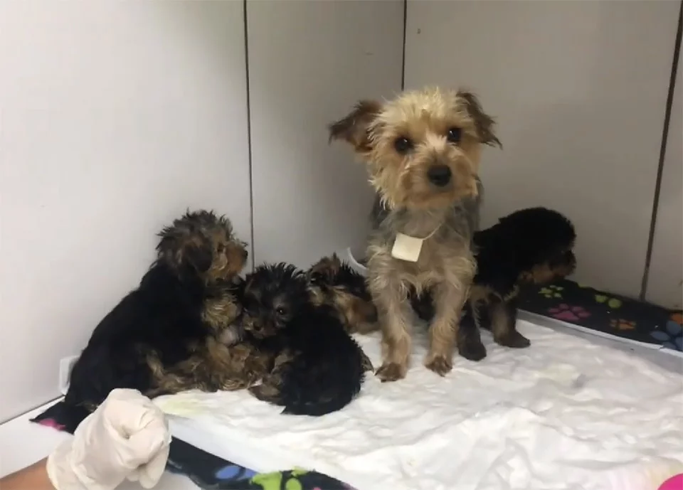 Perrita y crías Perrita y crías