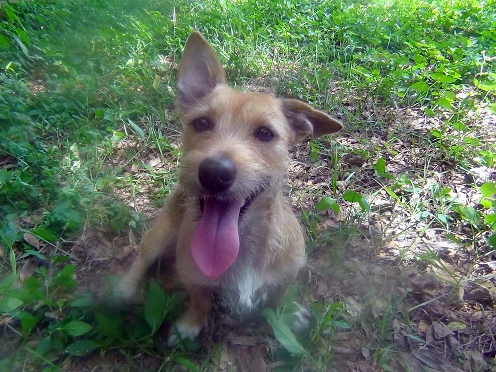 Perrito rescatado