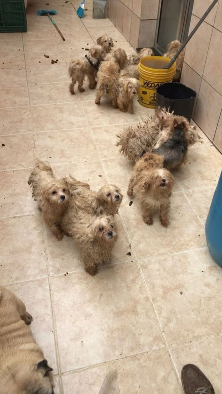 Perritos rescatados