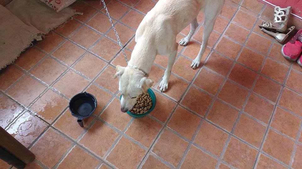 Perro adoptado Perro adoptado