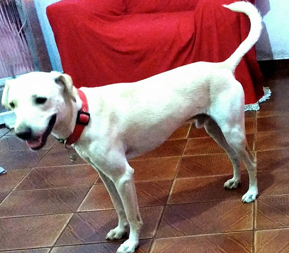 Perro adoptado Perro adoptado
