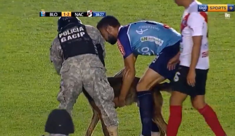 Perro atrapado