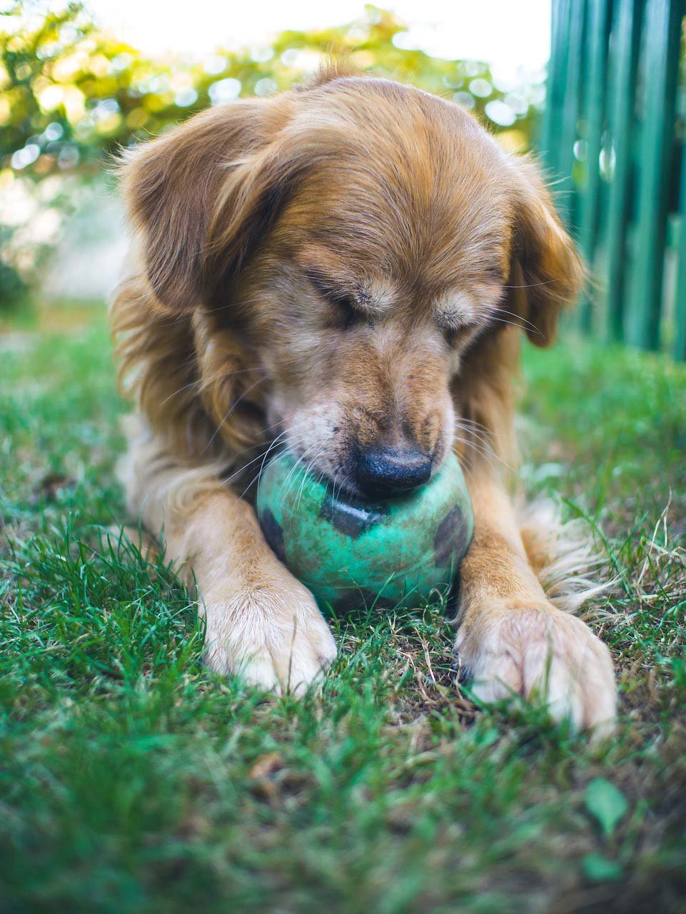 Perro con pelota