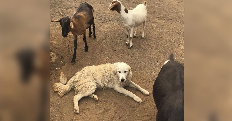 Perro dedicado se negó a dejar las cabras en el incendio