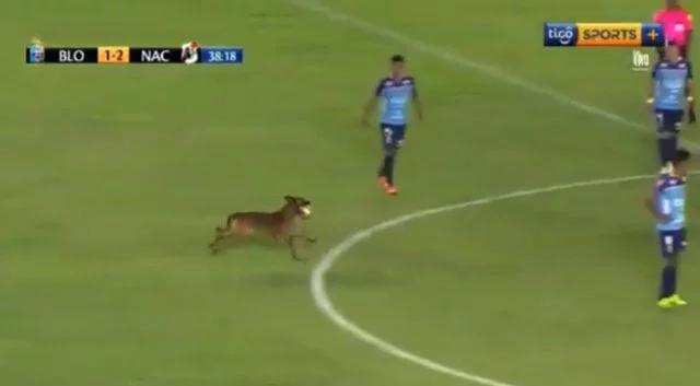 Perro en el partido