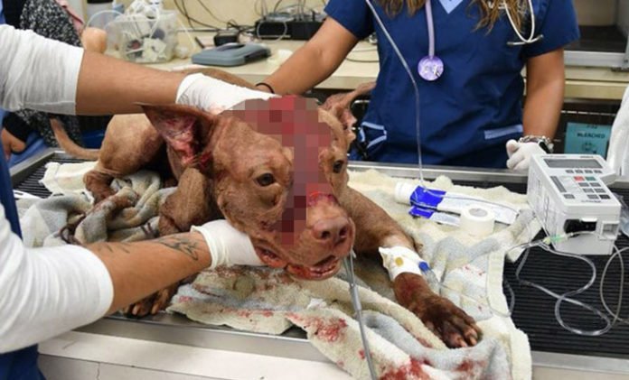 Perro ensangrentado fue apuñalado y golpeado abandonado en una maleta