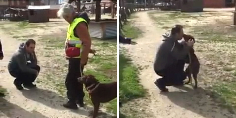 Perro perdido dos años se reencuentra con su padre humano