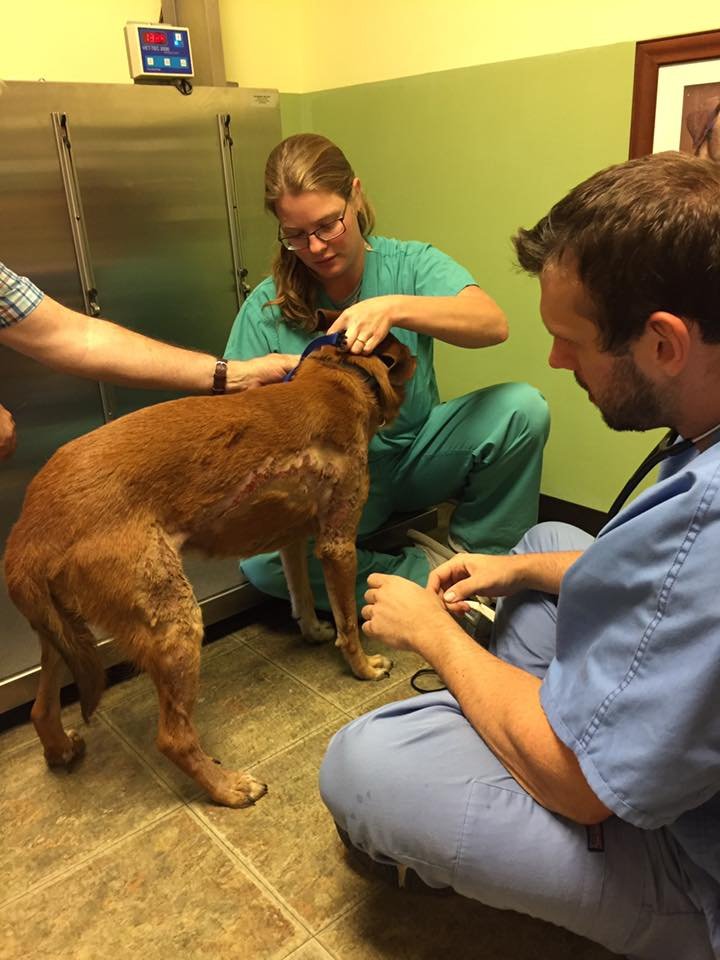 Perro quemado en el veterinario