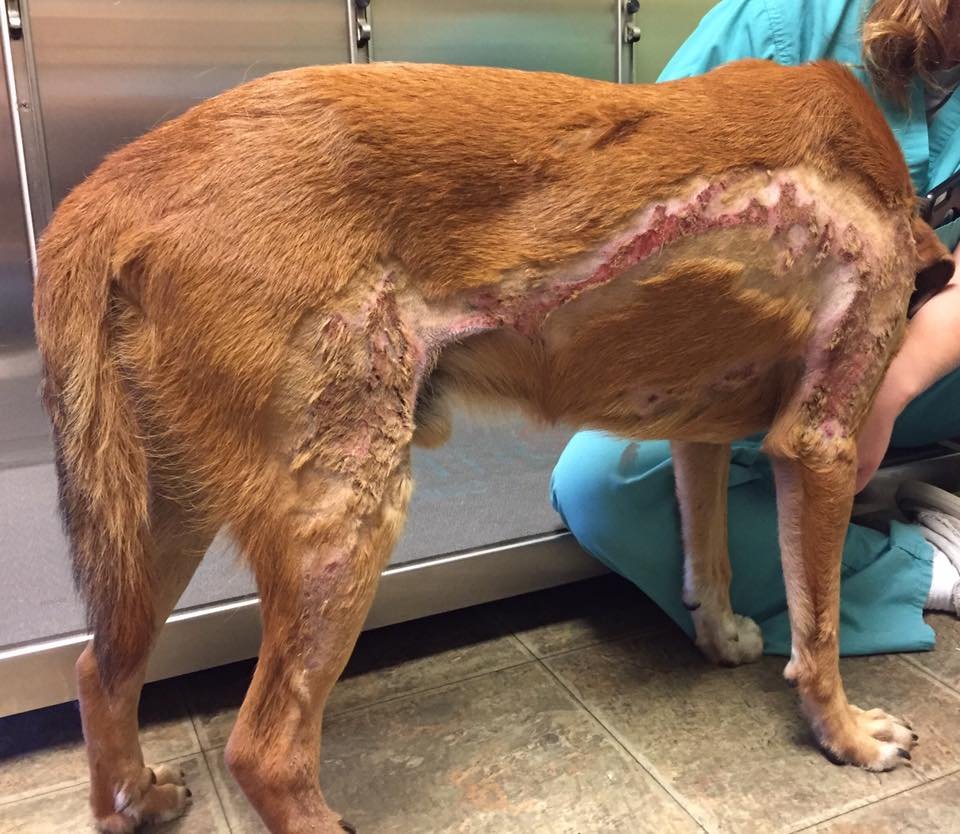 Perro quemado por niños Perro quemado por niños