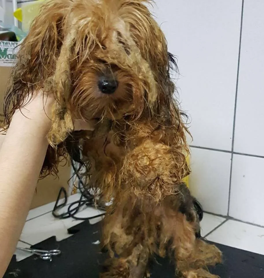 Perro rescatado Perro rescatado