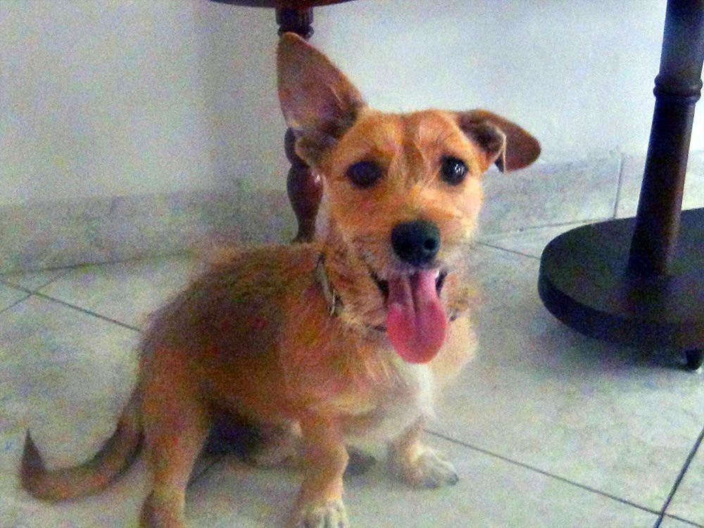 Perro rescatado