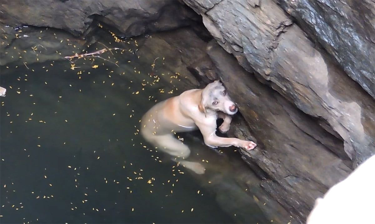 Perro se ahogaba y su deseo se hace realidad