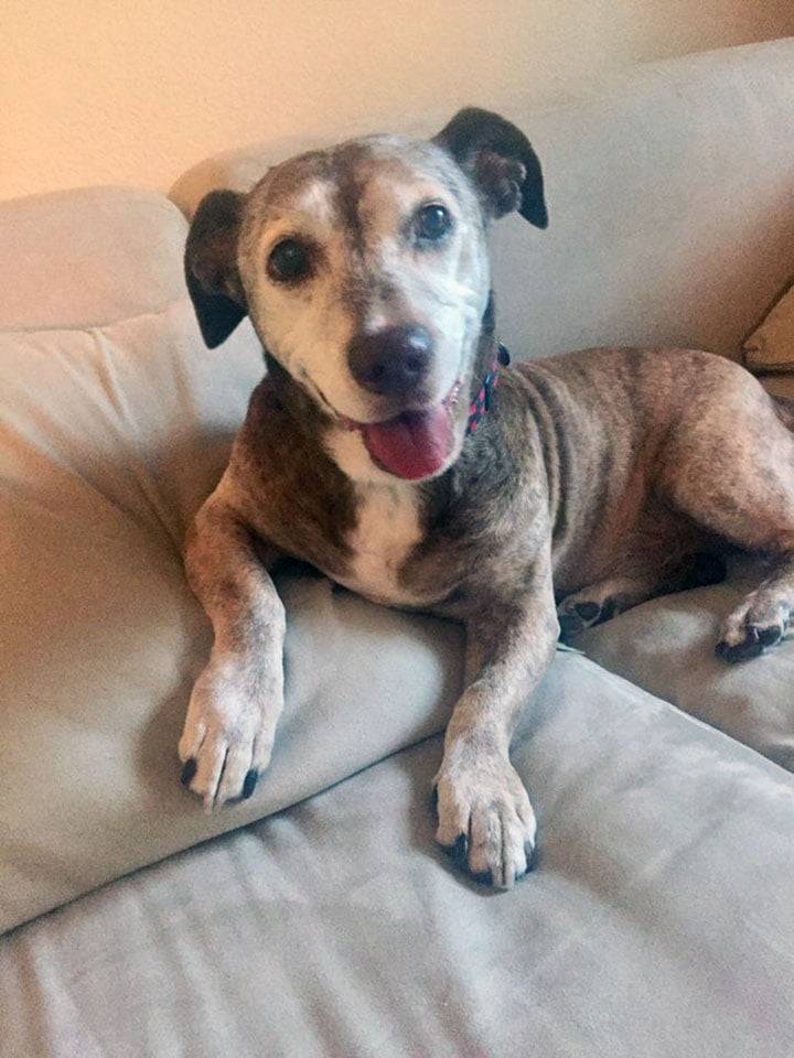 Perro sordo es feliz Perro sordo es feliz
